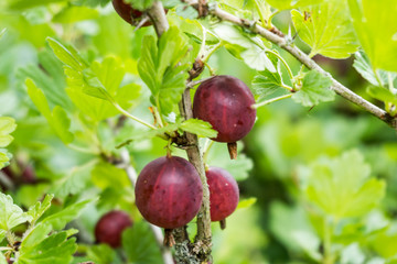 Gooseberries in the garden
