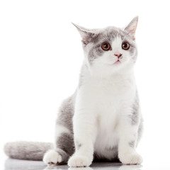 kitten on a white background. gray kitten