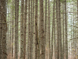 Obraz premium Forest background