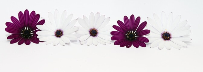 white and purple daisies panorama