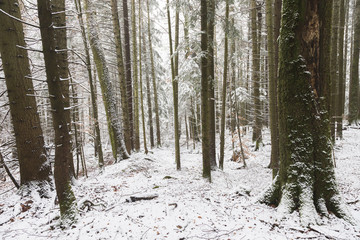 Vertical trees coverd in snow