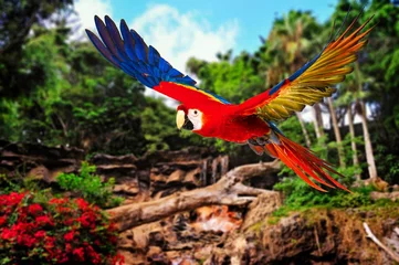 Gordijnen Colourful flying parrot in tropical landscape © Nejron Photo