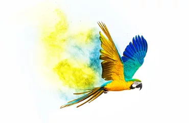 Poster Colourful flying parrot isolated on white © Nejron Photo