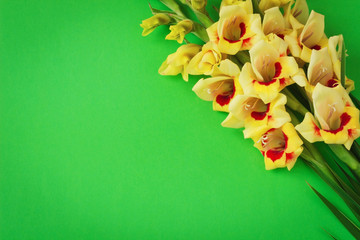 yellow gladiolus