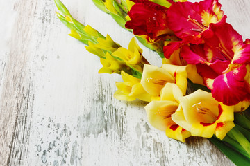 yellow and red gladiolus