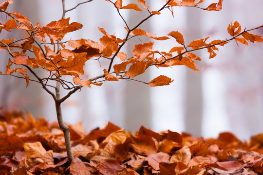Autumn color beech