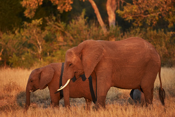 Mom and cub elephant