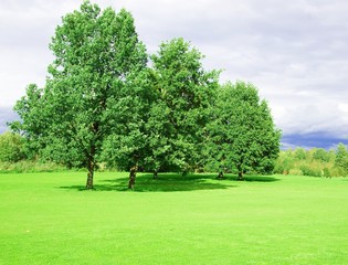 Fototapeta na wymiar Rasen mit Bäumen