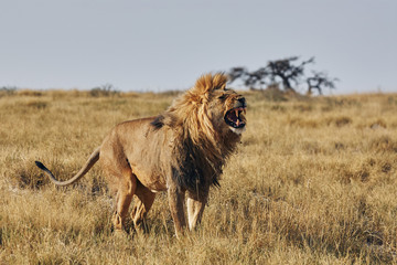 Fototapeta na wymiar Lion roaring
