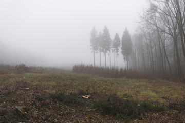 Fototapeta na wymiar Polana we mgle