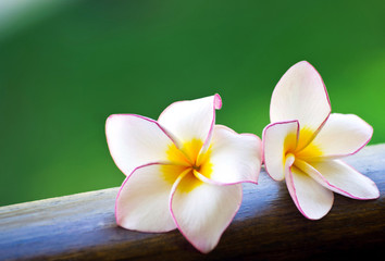 Obraz na płótnie Canvas frangipani flowers