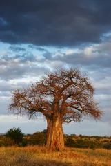 Crédence en verre imprimé Baobab Paysage africain 2