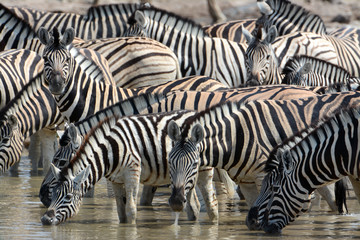 Fototapeta na wymiar Zebra-Versammlung