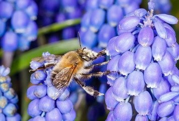 Nectar collection