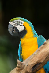 Macaws parrots