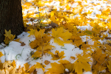 autumn leaves in the snow