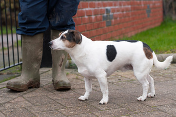 Jack Russell