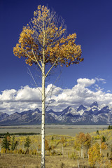 Autumn forest and Tetons Wyoming