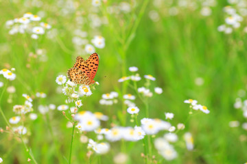 Indian Fritillary (Argyreus hyperbius) in Japan