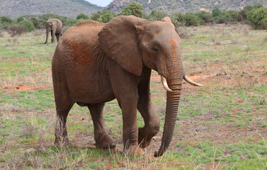Naklejka na ściany i meble Elefant in Afrika