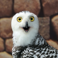 Obraz premium snow owl