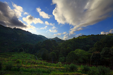 Landscape,Tea plantation in the Doi Ang Khang ,ChiangMai Thailan