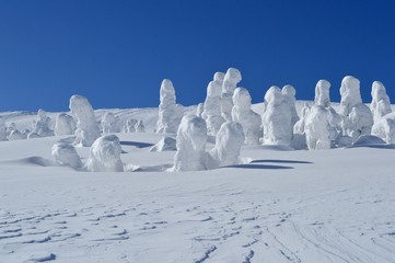 蔵王の樹氷群