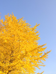 イチョウの黄葉