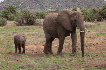 Elefantenmutter mit Kind