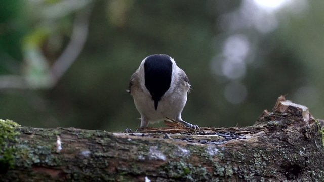 Weidenmeise - Zeitlupe