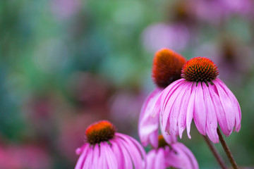 Purple Coneflowers (Echinacea) , close-up, selective focus