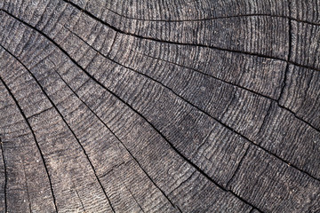 Fototapeta premium wooden background