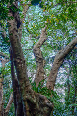 Fototapeta premium 石垣島 米原のヤエヤマヤシ群落