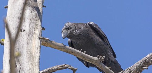 Common Raven Looking Down from a Tree