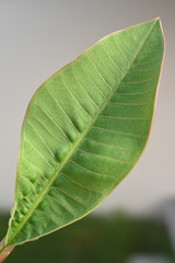 close up shot of green leaves background.