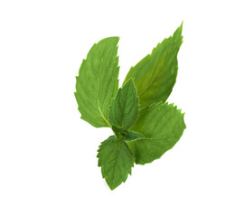 Naklejka na ściany i meble Mint leaf