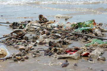 Fototapeta premium Waste nature resources, seafood source