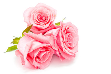 pink rose