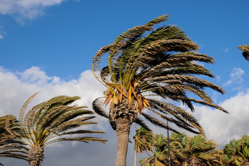 Naklejka premium Palm Tree Blowing In The Wind