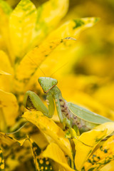 Praying mantis (Mantis religiosa) on a leaf