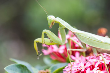 Praying mantis (Mantis religiosa) on flower