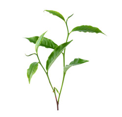 Green tea leaf isolated on white background