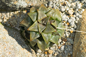 Haworthia retusa, Liliaceae, Southern Africa (Cape)