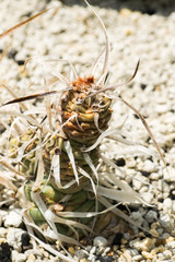 Tephrocactus articulatus var. papyracantus