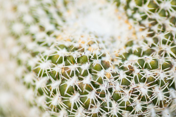 Sulcorebutia arenacea, Cactaceae, Bolivia