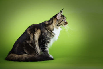Obraz premium cat the Maine Coon