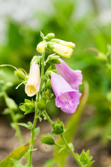 Digitalis thapsi, Plantaginaceae, Portugal