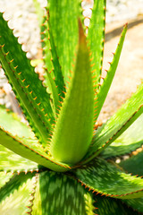 Aloe humilis, XANTHORRHOEACEAE, South Africa