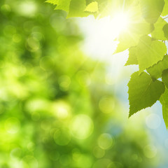 Abstract natural backgrounds with green foliage and sun beam