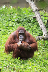 Female Bornean orangutan